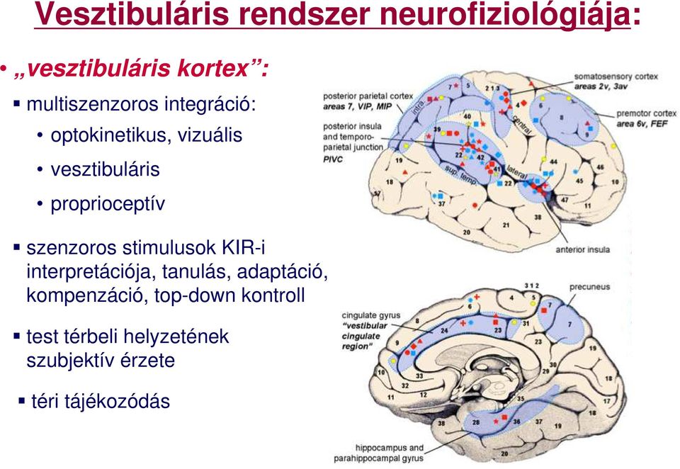 proprioceptív szenzoros stimulusok KIR-i interpretációja, tanulás,