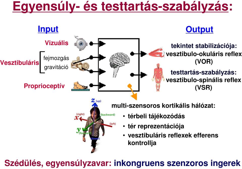 testtartás-szabályzás: vesztibulo-spinális reflex (VSR) multi-szensoros kortikális hálózat: