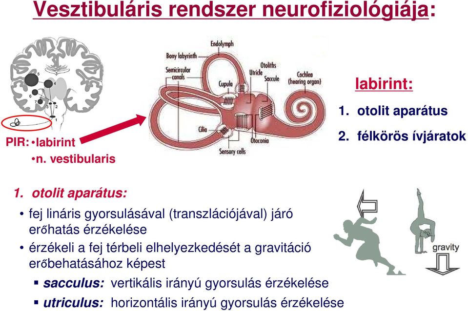 otolit aparátus: fej lináris gyorsulásával (transzlációjával) járó erőhatás érzékelése érzékeli