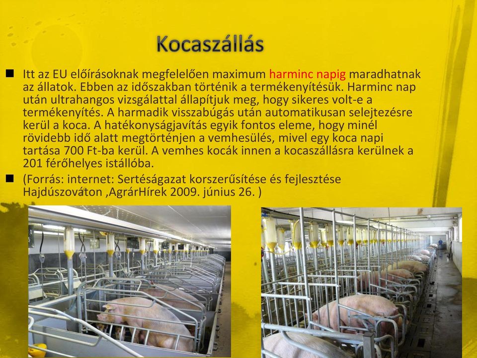 A harmadik visszabúgás után automatikusan selejtezésre kerül a koca.