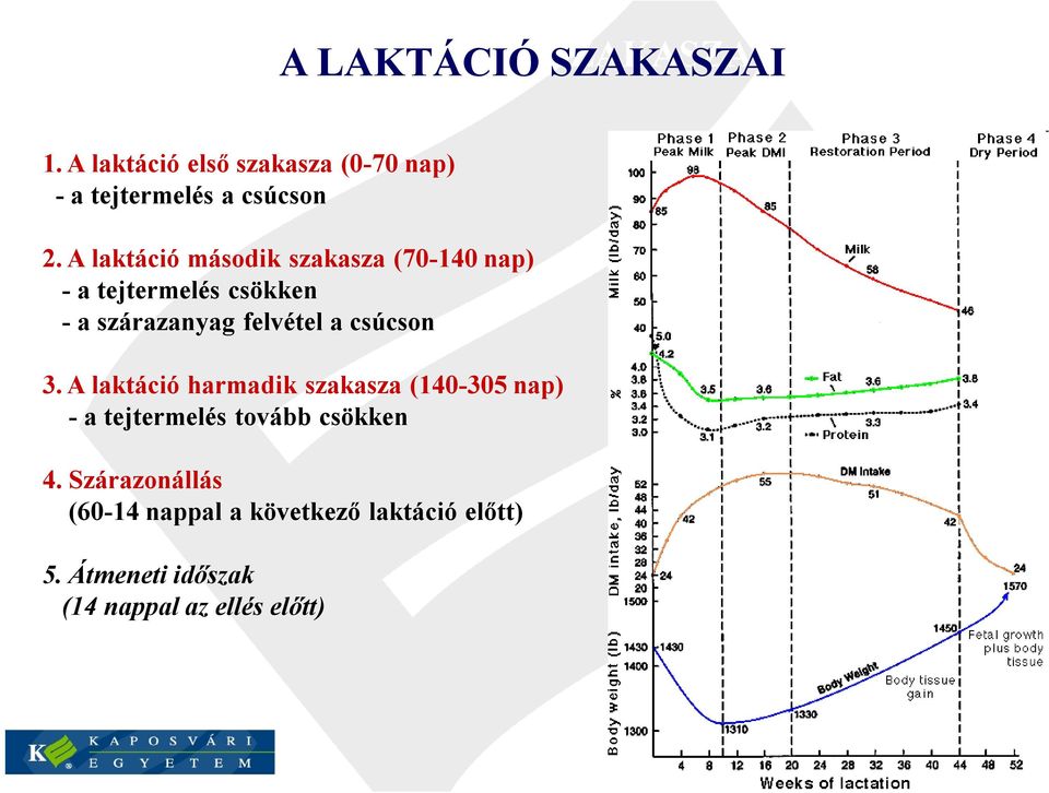 A laktáció második szakasza (70-140 nap) - a tejtermelés csökken - a szárazanyag felvétel a