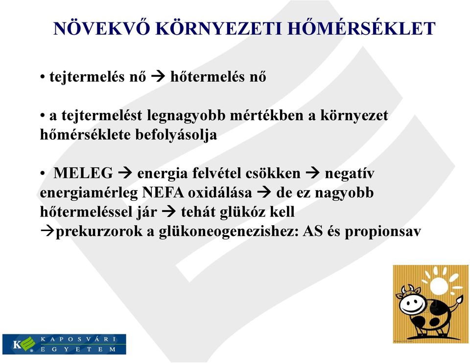 felvétel csökken negatív energiamérleg NEFA oxidálása de ez nagyobb