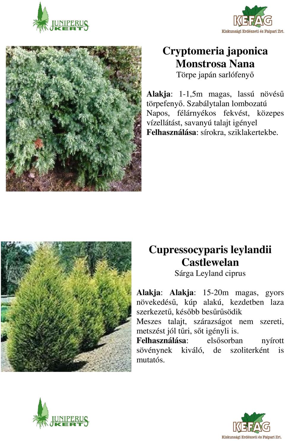 Cupressocyparis leylandii Castlewelan Sárga Leyland ciprus Alakja: Alakja: 15-20m magas, gyors növekedésű, kúp alakú, kezdetben laza