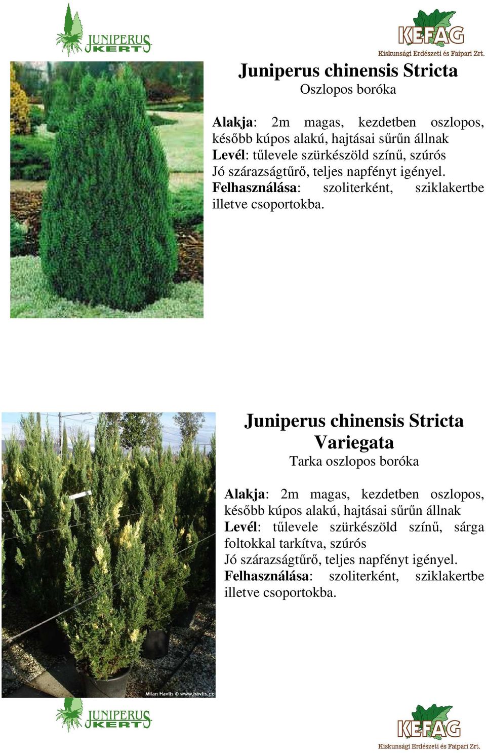 Juniperus chinensis Stricta Variegata Tarka oszlopos boróka Alakja: 2m magas, kezdetben oszlopos, később kúpos alakú, hajtásai sűrűn állnak Levél: