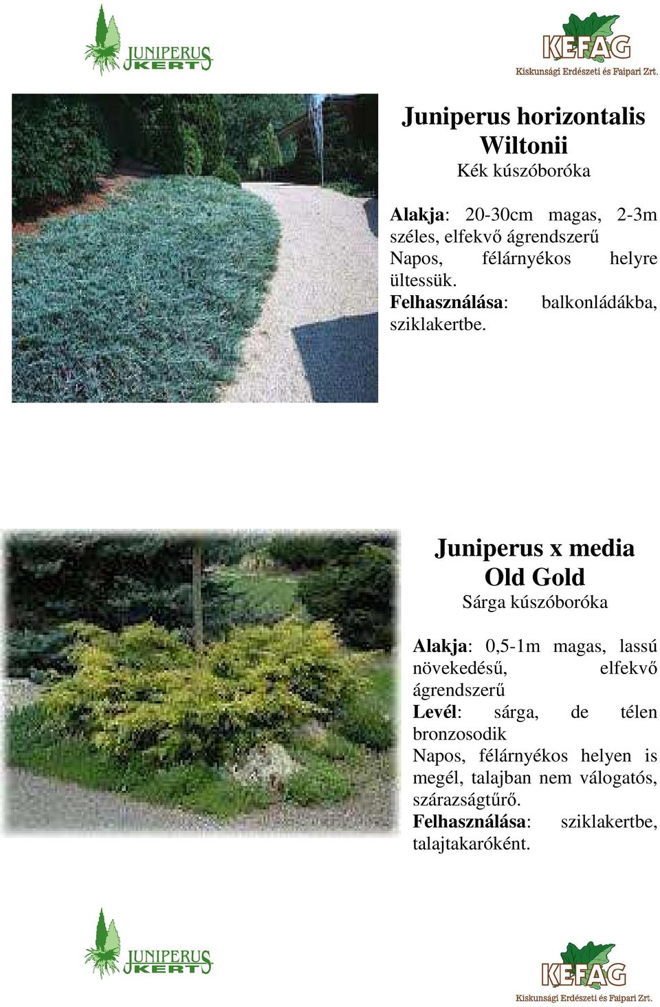 Juniperus x media Old Gold Sárga kúszóboróka Alakja: 0,5-1m magas, lassú növekedésű, elfekvő ágrendszerű