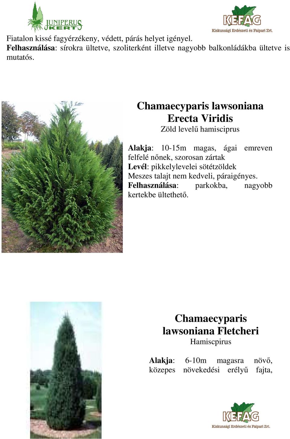 Chamaecyparis lawsoniana Erecta Viridis Zöld levelű hamisciprus Alakja: 10-15m magas, ágai emreven felfelé nőnek, szorosan zártak