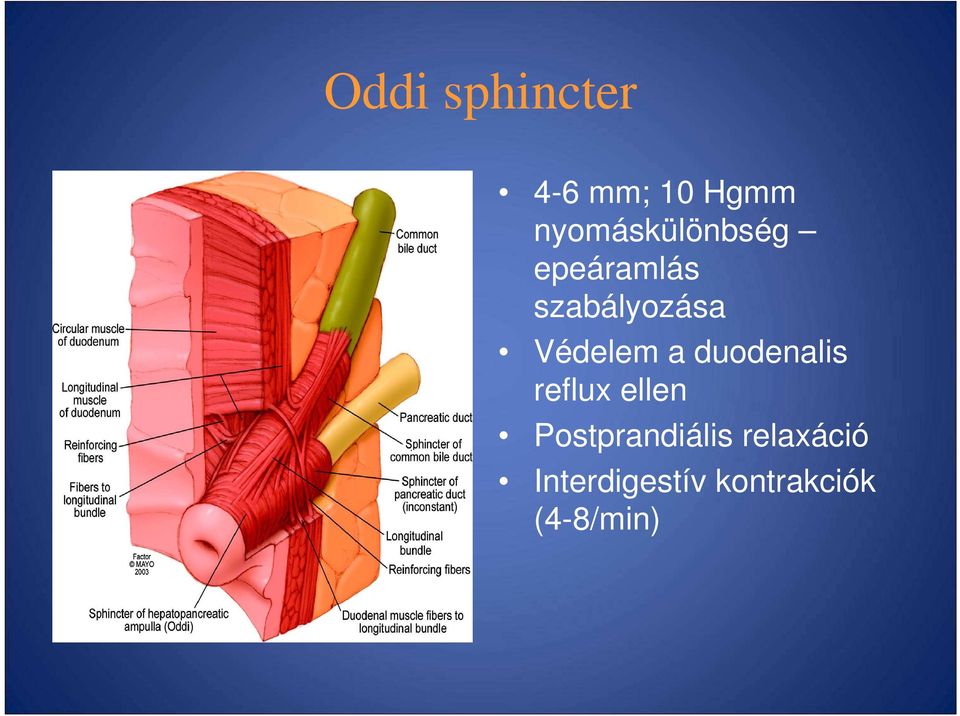 Védelem a duodenalis reflux ellen