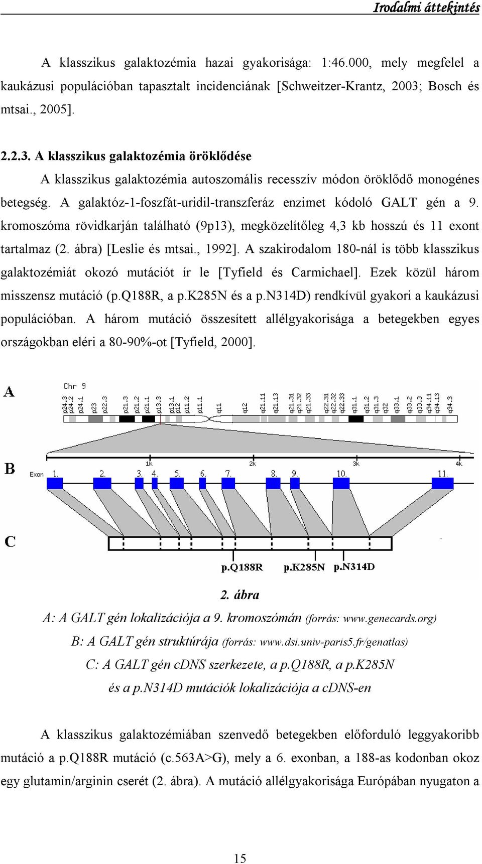A galaktóz-1-foszfát-uridil-transzferáz enzimet kódoló GALT gén a 9. kromoszóma rövidkarján található (9p13), megközelítőleg 4,3 kb hosszú és 11 exont tartalmaz (2. ábra) [Leslie és mtsai., 1992].