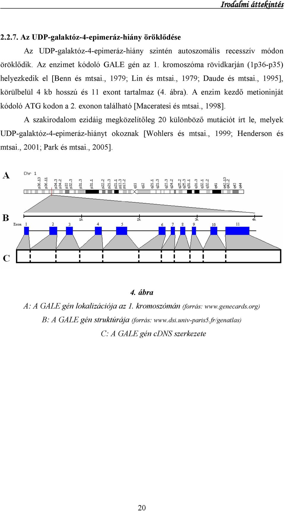 A enzim kezdő metioninját kódoló ATG kodon a 2. exonon található [Maceratesi és mtsai., 1998].