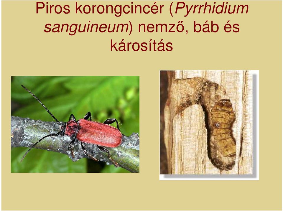 (Pyrrhidium