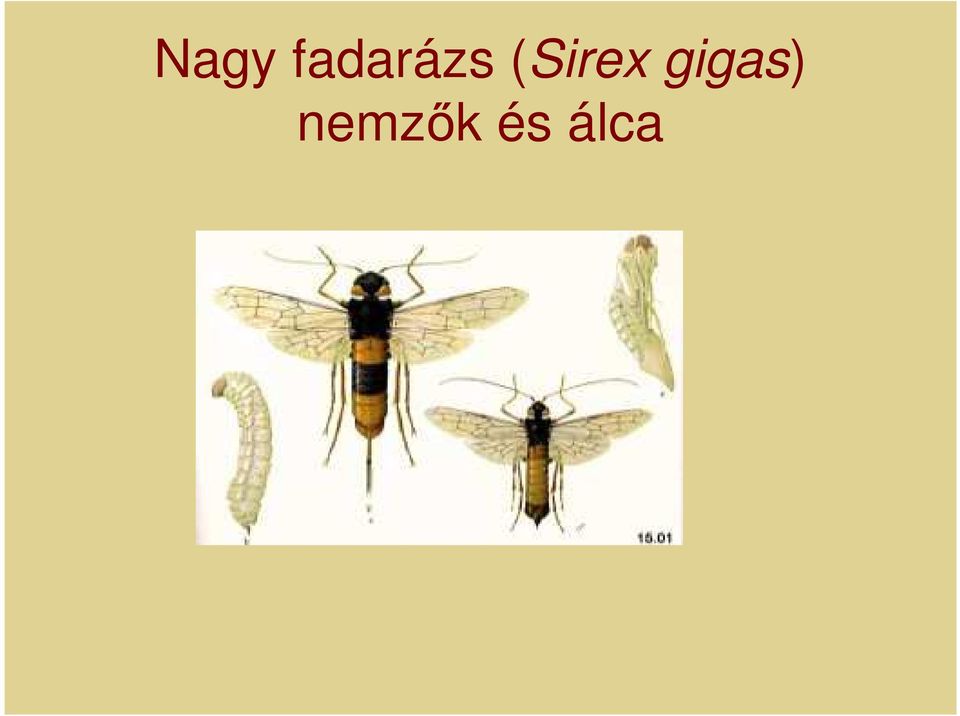 (Sirex