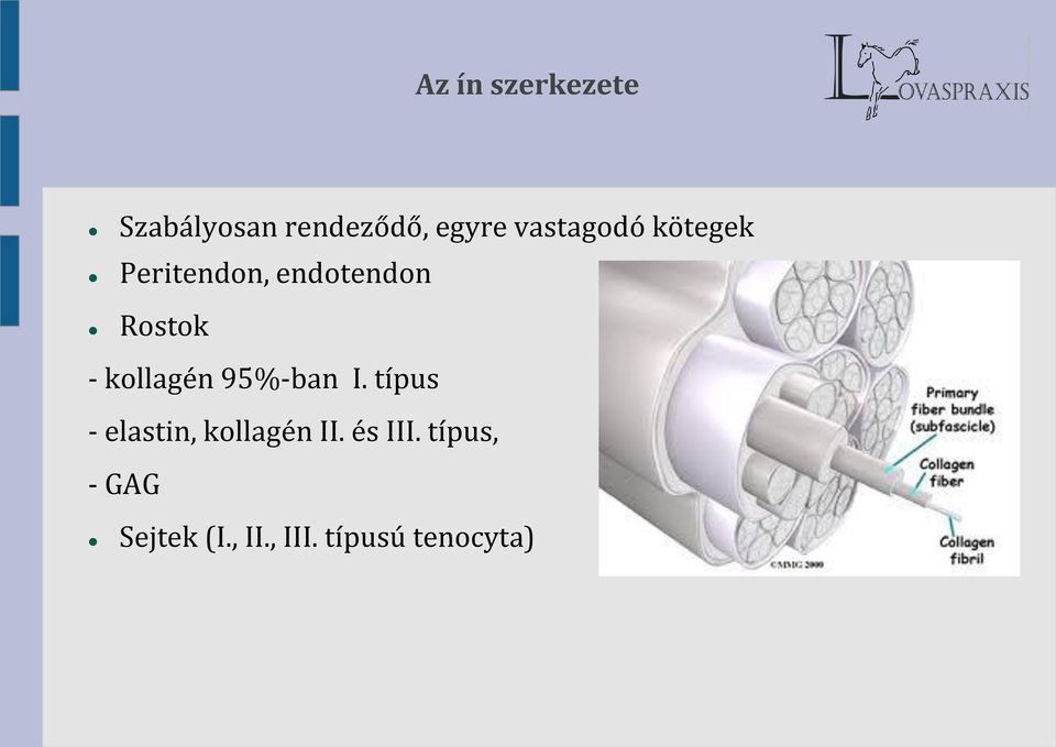 kollagén 95%-ban I. típus - elastin, kollagén II.