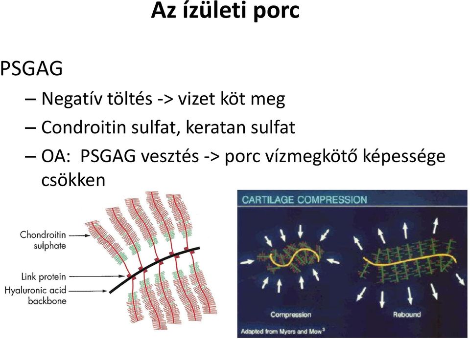 sulfat, keratan sulfat OA: PSGAG