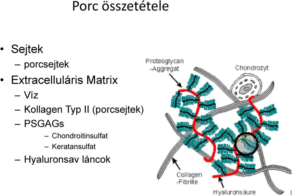 Typ II (porcsejtek) PSGAGs