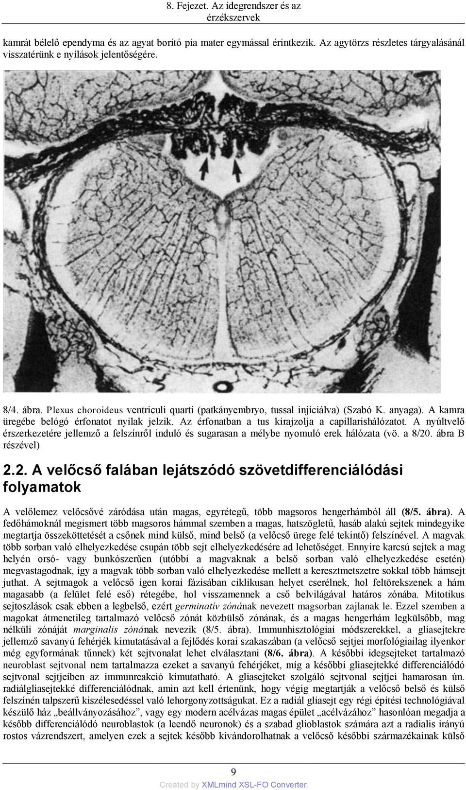 A nyúltvelő érszerkezetére jellemző a felszínről induló és sugarasan a mélybe nyomuló erek hálózata (vö. a 8/20