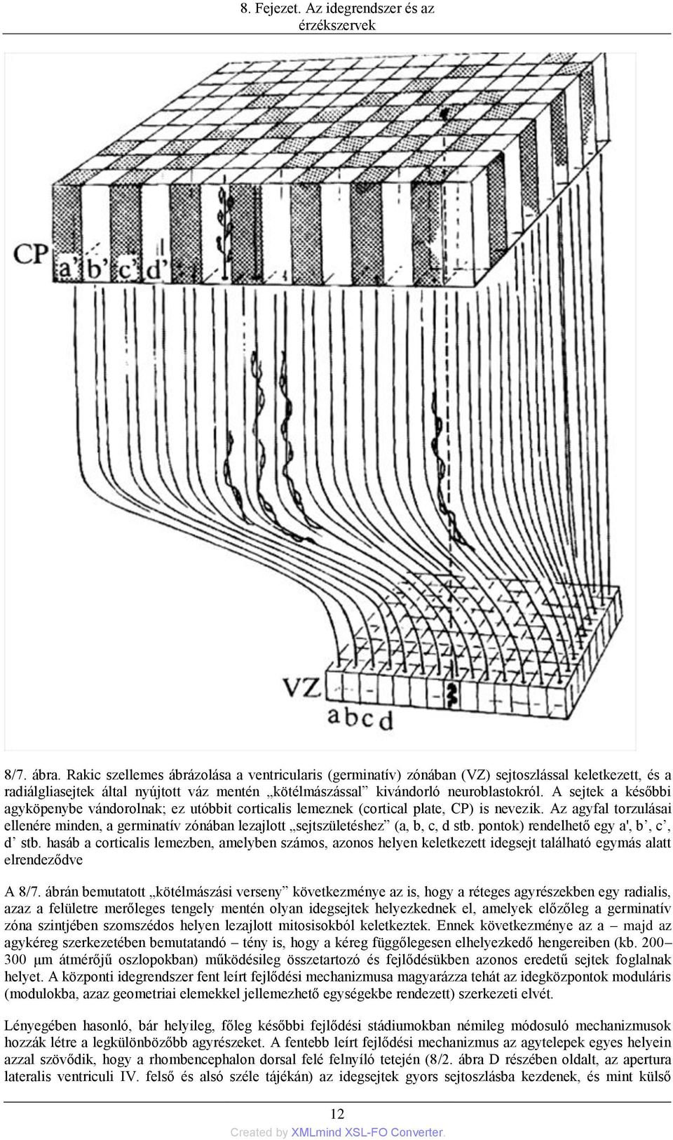 Az agyfal torzulásai ellenére minden, a germinatív zónában lezajlott sejtszületéshez (a, b, c, d stb. pontok) rendelhető egy a', b, c, d stb.