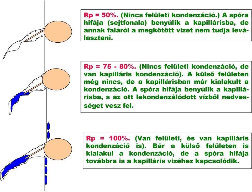 (Nincs felületi kondenzáció, de van kapilláris kondenzáció). A külső felületen még nincs, de a kapillárisban már kialakult a kondenzáció.