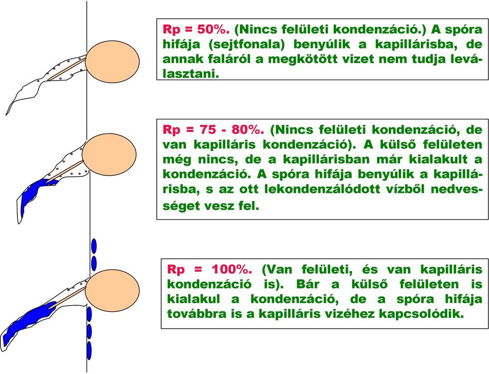 (Nincs felületi kondenzáció, de van kapilláris kondenzáció). A külső felületen még nincs, de a kapillárisban már kialakult a kondenzáció.