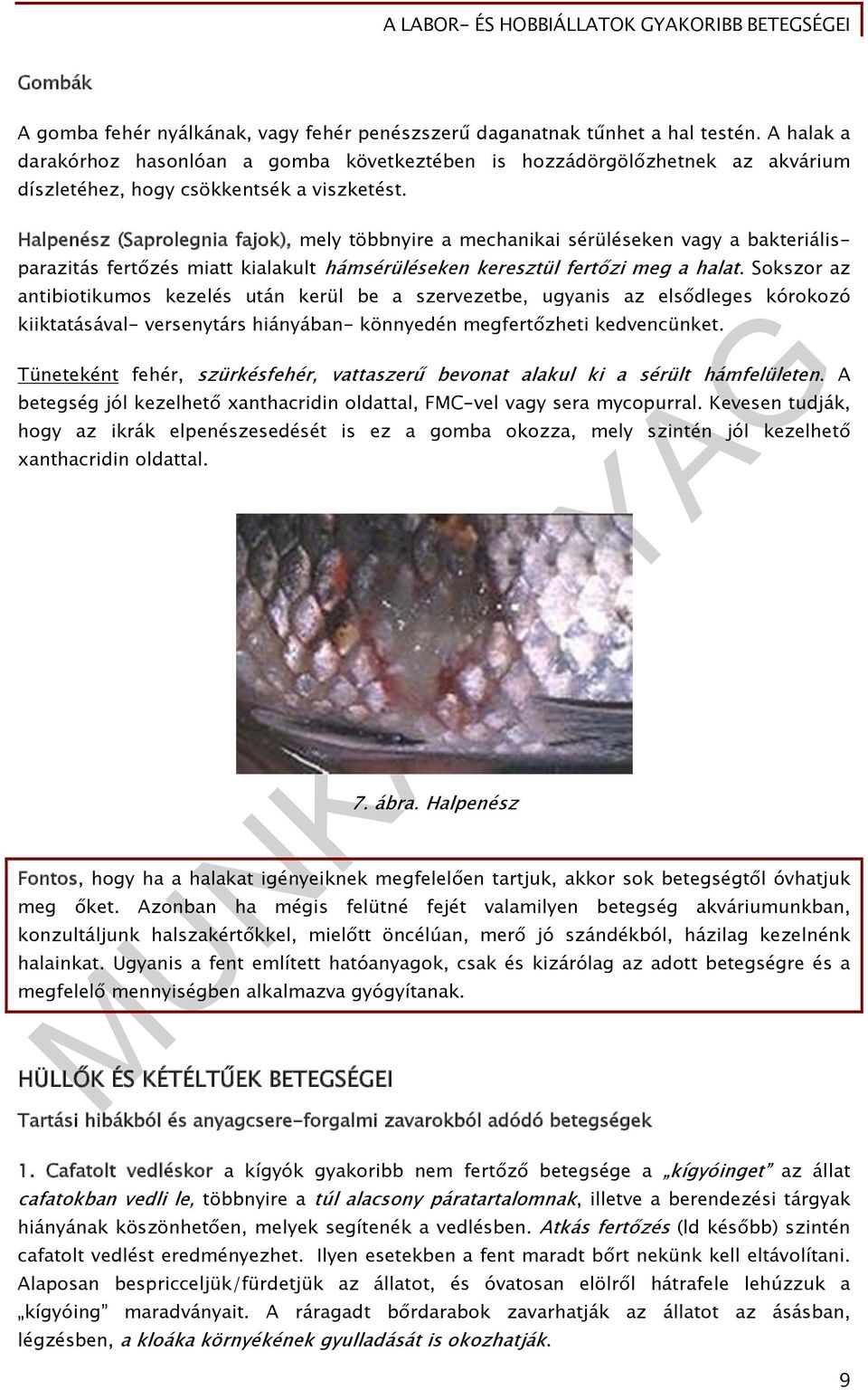 Halpenész (Saprolegnia fajok), mely többnyire a mechanikai sérüléseken vagy a bakteriálisparazitás fertőzés miatt kialakult hámsérüléseken keresztül fertőzi meg a halat.