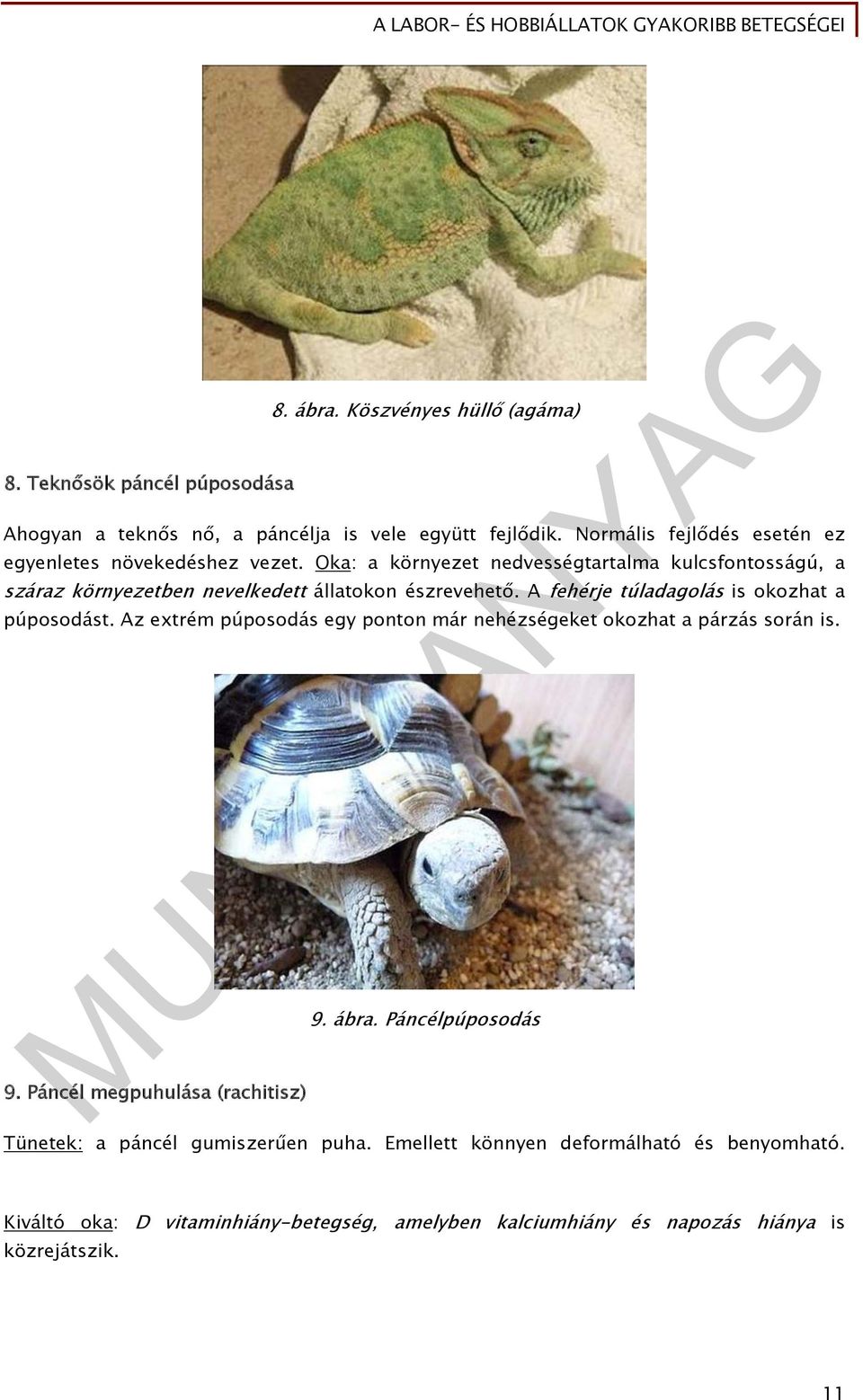 Oka: a környezet nedvességtartalma kulcsfontosságú, a száraz környezetben nevelkedett állatokon észrevehető. A fehérje túladagolás is okozhat a púposodást.