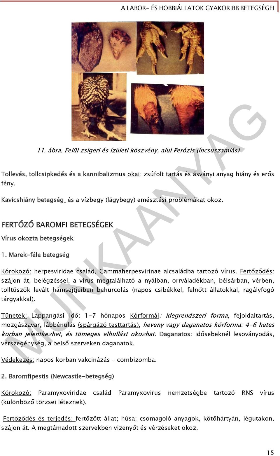 Marek-féle betegség Kórokozó: herpesviridae család, Gammaherpesvirinae alcsaládba tartozó vírus.