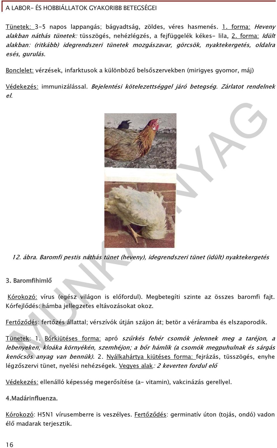 Bonclelet: vérzések, infarktusok a különböző belsőszervekben (mirigyes gyomor, máj) Védekezés: immunizálással. Bejelentési kötelezettséggel járó betegség. Zárlatot rendelnek el. 12. ábra.