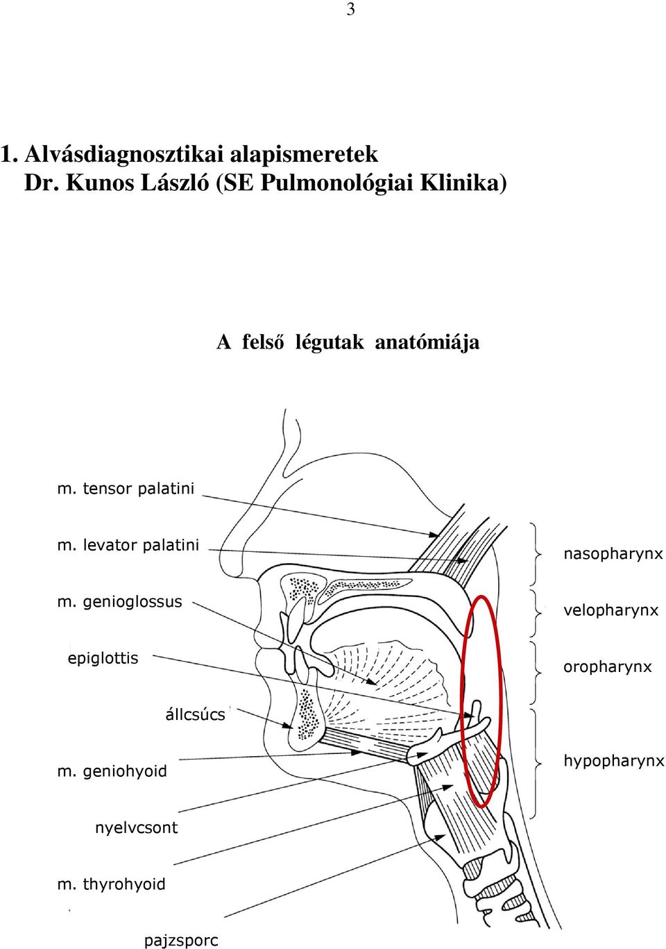 tensor palatini m. levator palatini nasopharynx m.