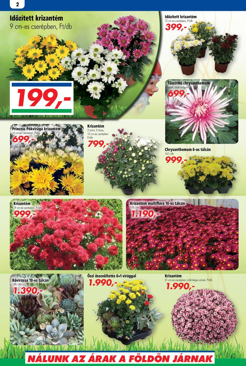 Chrysanthemum 6-os tálcán 167,-/db 999,- Krizantém Krizantém multiflóra 10-es tálcán 999,- 1.