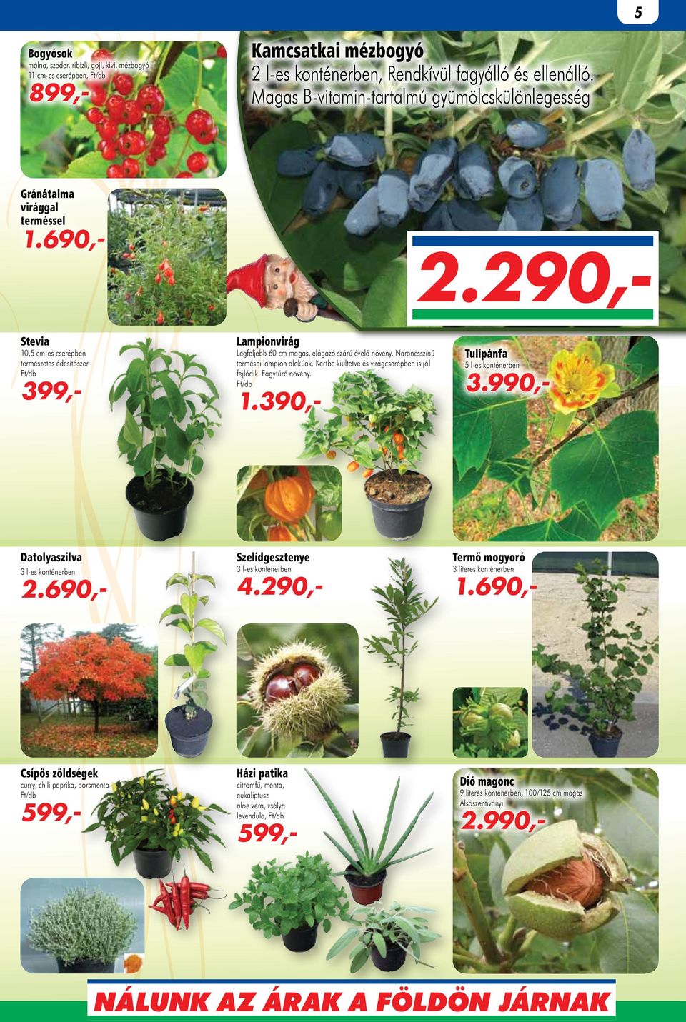 29 Stevia 10,5 cm-es cserépben természetes édesítőszer 399,- Lampionvirág Legfeljebb 60 cm magas, elágazó szárú évelő növény. Narancsszínű termései lampion alakúak.
