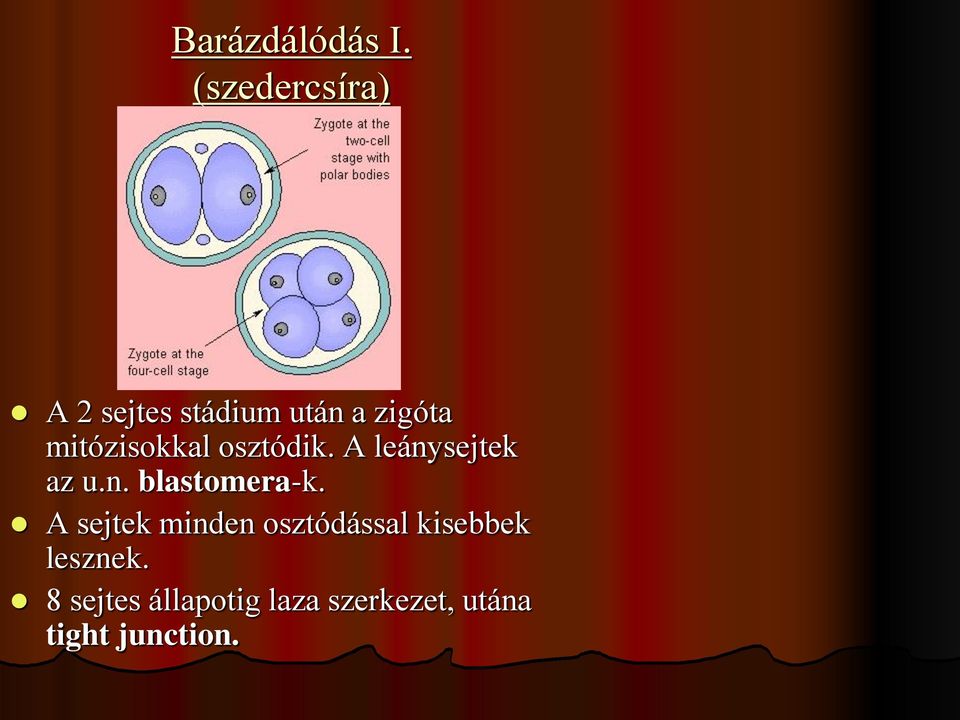 mitózisokkal osztódik. A leánysejtek az u.n. blastomera-k.