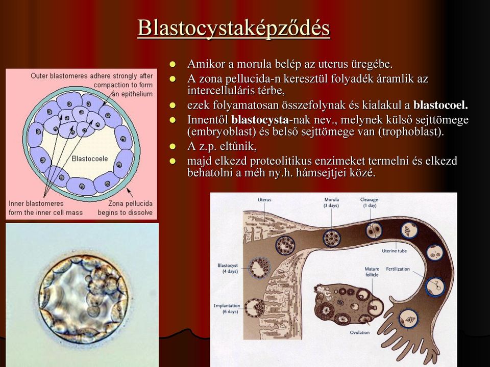 összefolynak és kialakul a blastocoel. Innentől blastocysta-nak nev.