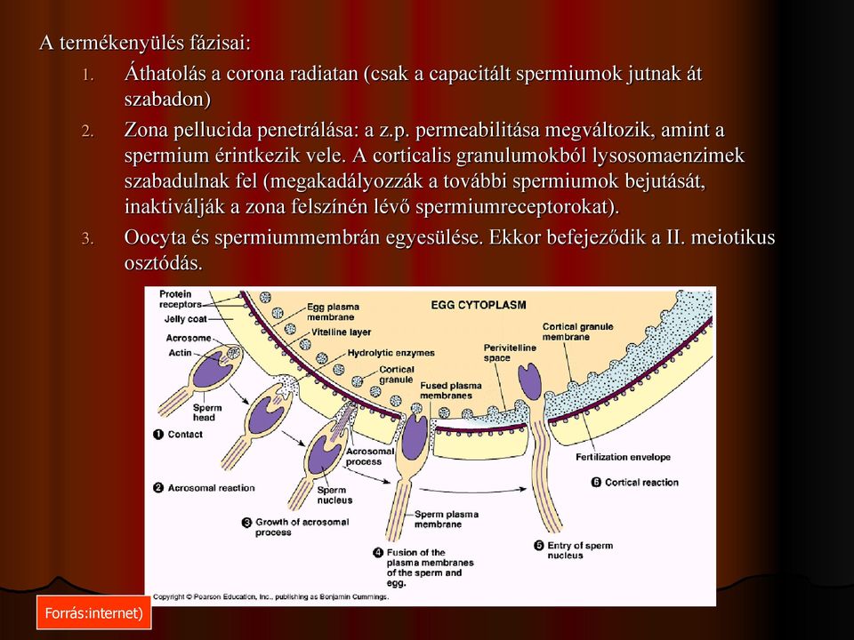 A corticalis granulumokból lysosomaenzimek szabadulnak fel (megakadályozzák a további spermiumok bejutását,