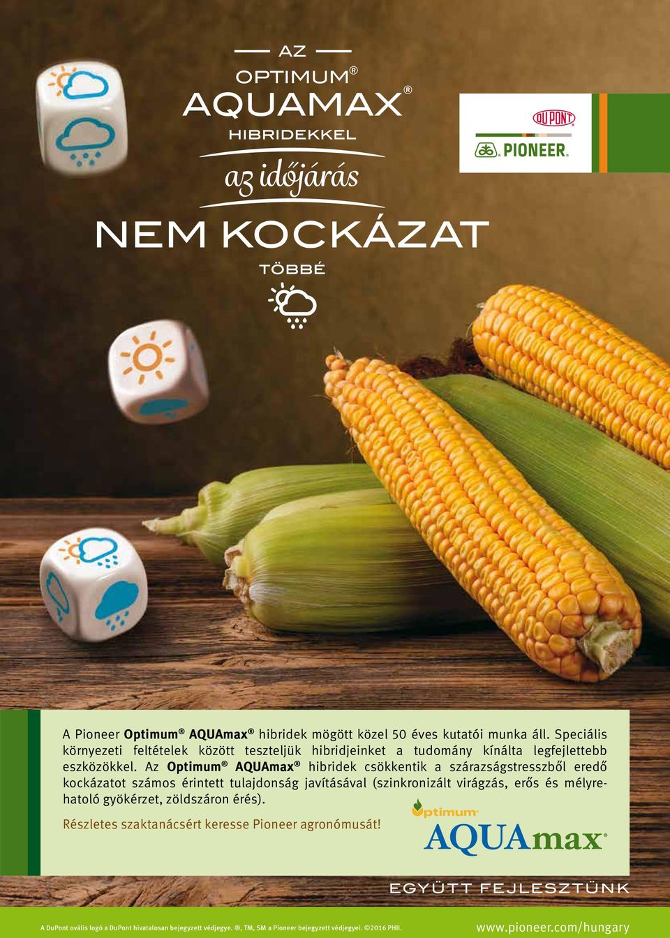 Az Optimum AQUAmax hibridek csökkentik a szárazságstresszből eredő kockázatot számos érintett tulajdonság javításával (szinkronizált virágzás, erős és