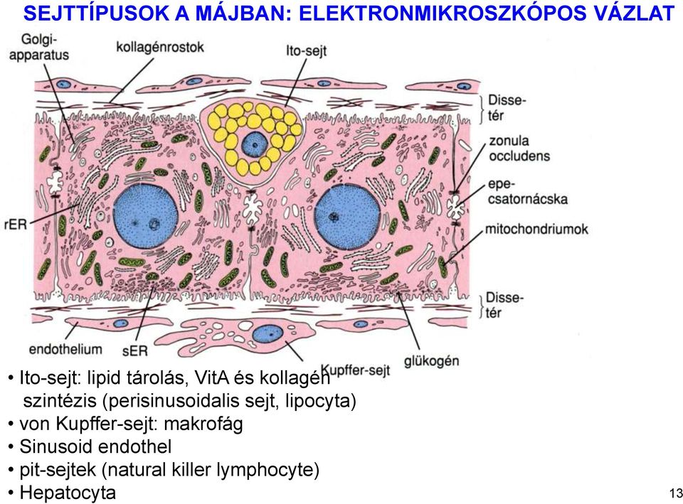 (perisinusoidalis sejt, lipocyta) von Kupffer-sejt: