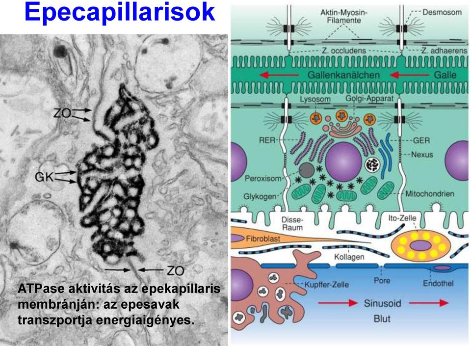 epekapillaris membránján: