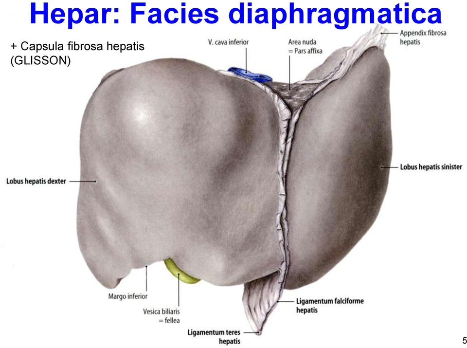 Capsula fibrosa