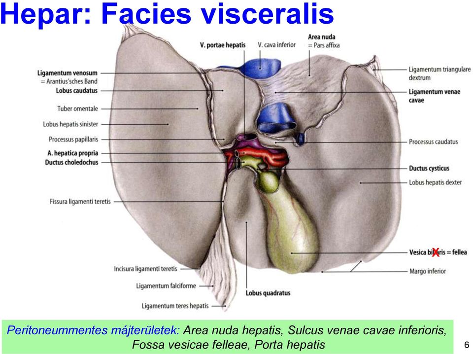 nuda hepatis, Sulcus venae cavae