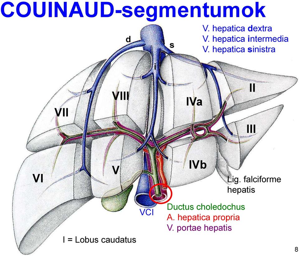 hepatica sinistra i VII VIII IVa II III VI V IVb Lig.