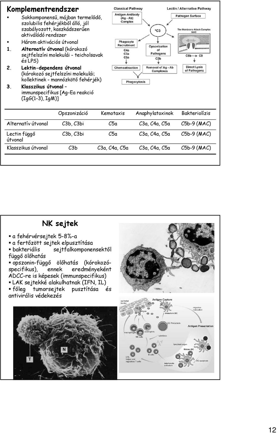 Klasszikus útvonal immunspecifikus [Ag-Ea reakció (IgG(1-3), IgM)] Opszonizáció Kemotaxis Anaphylatoxinok Bakteriolízis Alternatív útvonal C3b, C3bi C5a C3a, C4a, C5a C5b-9 (MAC) Lectin függő útvonal