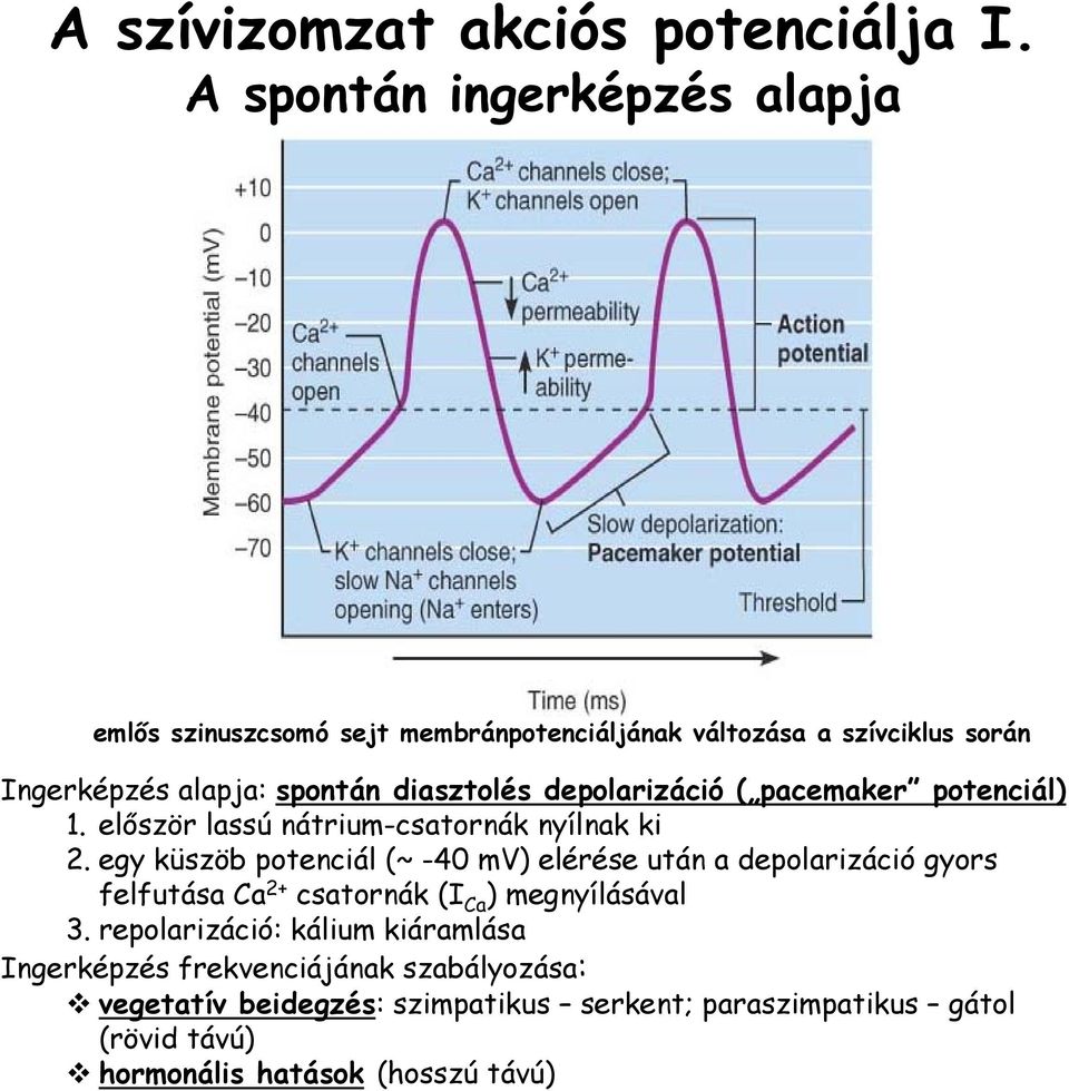 diasztolés depolarizáció ( pacemaker potenciál) 1. először lassú nátrium-csatornák nyílnak ki 2.