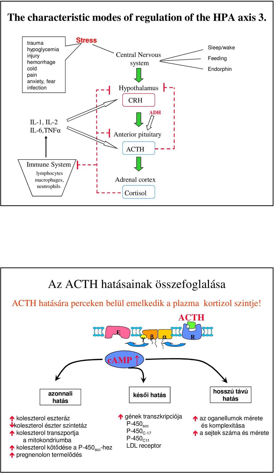 ACTH Immune System lymphocytes macrophages, neutrophils Adrenal cortex Cortisol Az ACTH hatásainak összefoglalása ACTH hatására perceken belül emelkedik a plazma kortizol szintje!