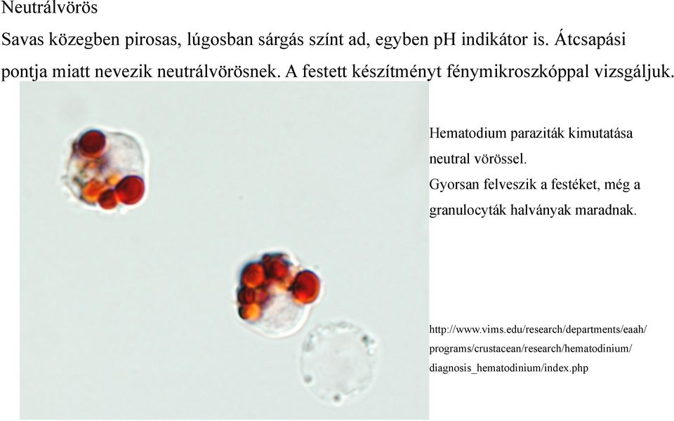 Fénymikroszkópos festési eljárások - PDF Ingyenes letöltés