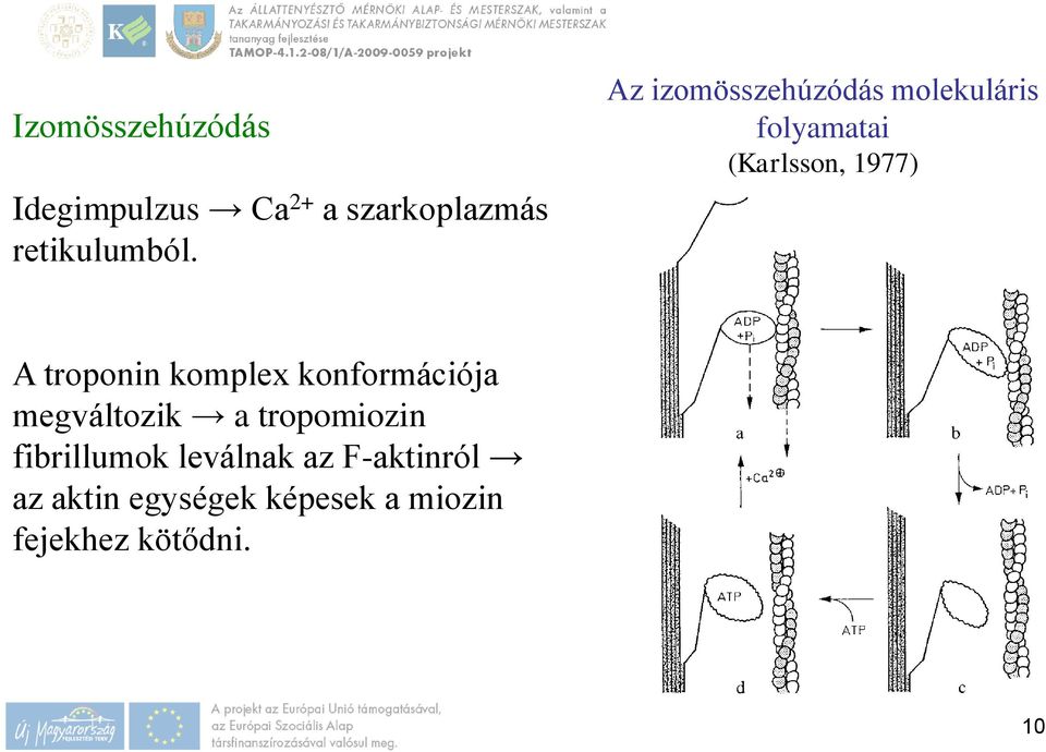 troponin komplex konformációja megváltozik a tropomiozin fibrillumok