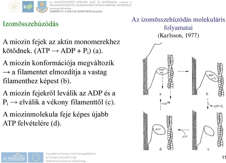 A miozin fejekről leválik az ADP és a P i elválik a vékony filamenttől (c).