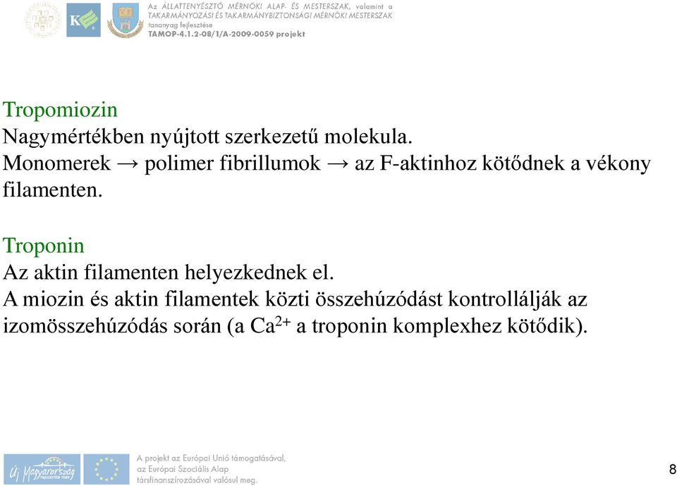 Troponin Az aktin filamenten helyezkednek el.