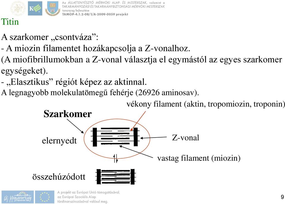 - Elasztikus régiót képez az aktinnal. A legnagyobb molekulatömegű fehérje (26926 aminosav).