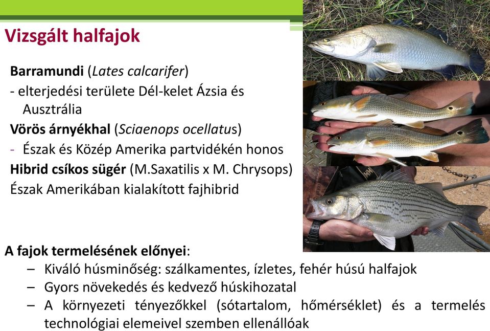 Chrysops) Észak Amerikában kialakított fajhibrid A fajok termelésének előnyei: Kiváló húsminőség: szálkamentes, ízletes, fehér