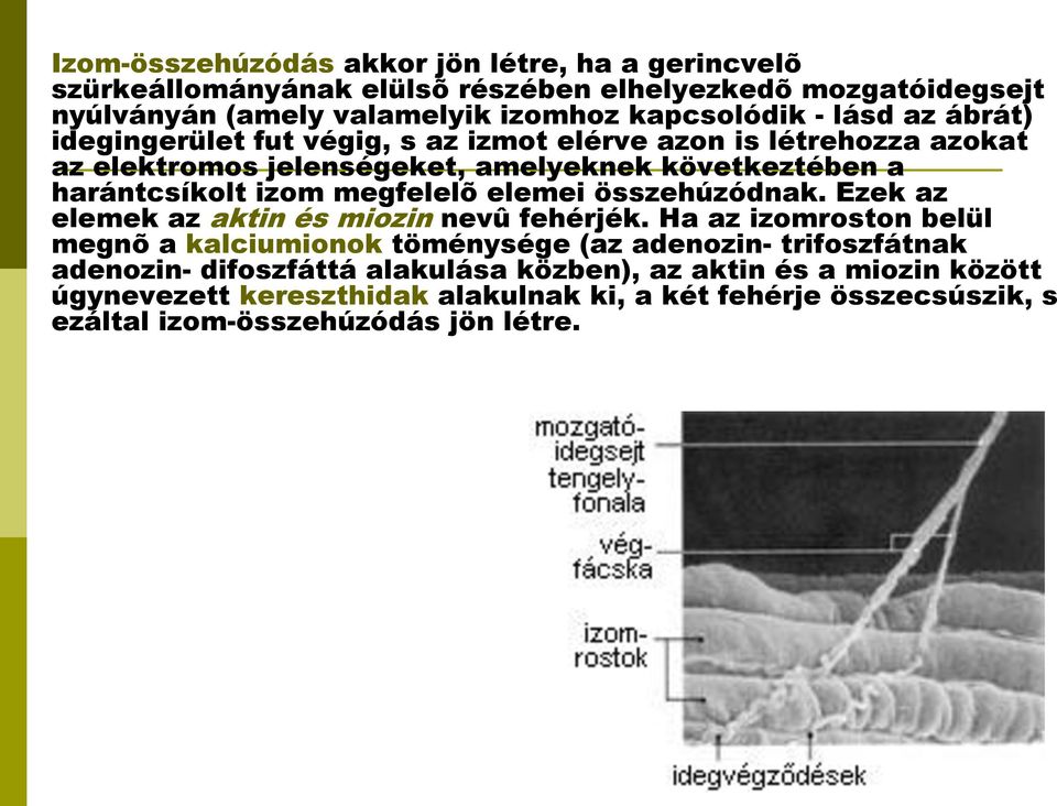 megfelelõ elemei összehúzódnak. Ezek az elemek az aktin és miozin nevû fehérjék.