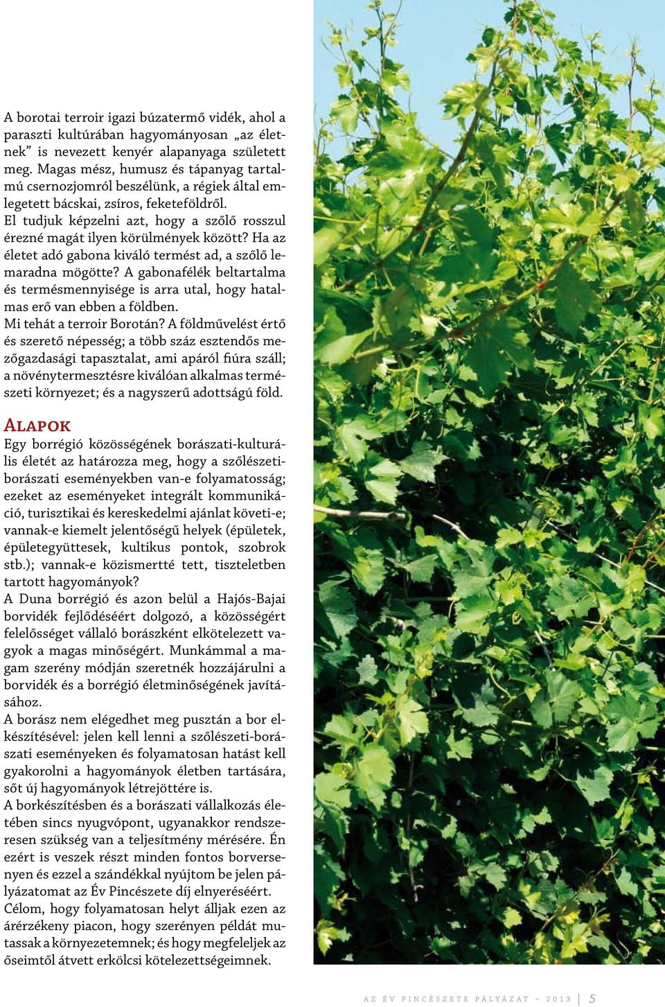 El tudjuk képzelni azt, hogy a szőlő rosszul érezné magát ilyen körülmények között? Ha az életet adó gabona kiváló termést ad, a szőlő lemaradna mögötte?