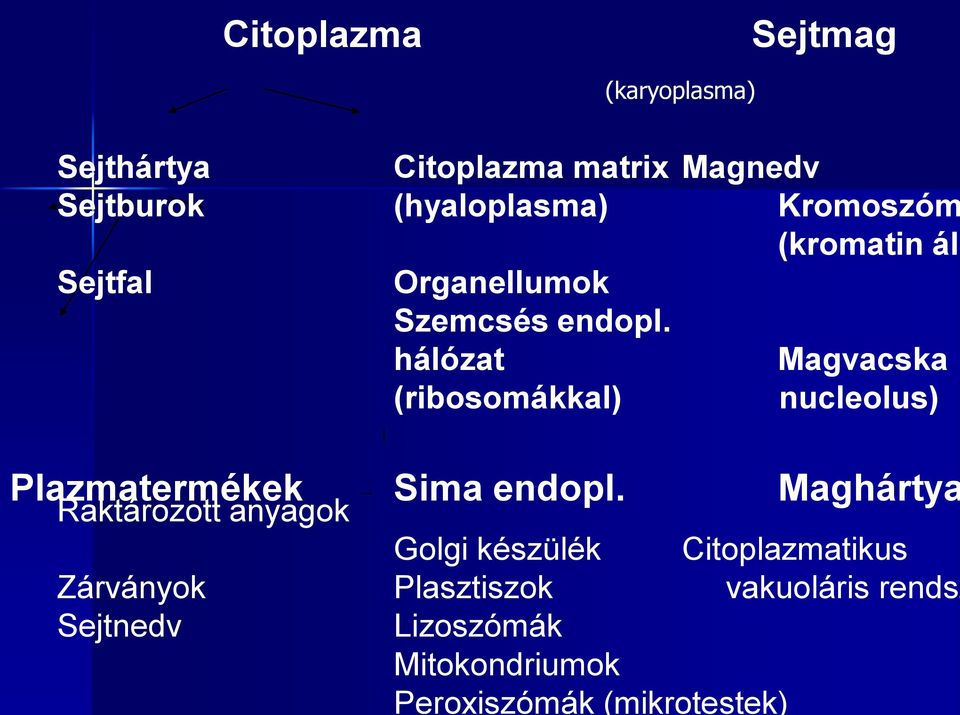 hálózat Magvacska (ribosomákkal) nucleolus) Plazmatermékek Sima endopl.